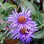 Symphyotrichum novae-angliae Blüte