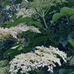 Sambucus nigraКвітка