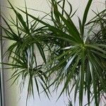 Dracaena reflexa पत्ता