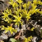 Sedum sexangulareBlomst