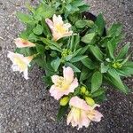 Alstroemeria ligtuFleur