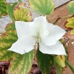 Bauhinia acuminata 花