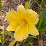 Hemerocallis minor Flors