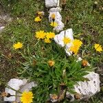 Crepis aureaFlower