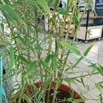 Phyllostachys aurea Folha