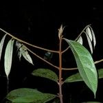 Licaria chrysophylla Кора