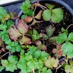 Waldsteinia ternata Yaprak