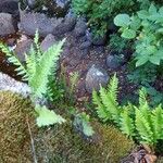 Polypodium vulgare Hábitos