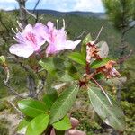 Rhododendron yunnanense Õis
