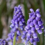 Muscari botryoides花