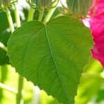 Hibiscus moscheutos Blatt