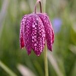 Fritillaria meleagris Kvet