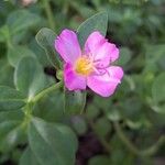 Portulaca umbraticolaFlower