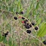 Coriaria myrtifolia Vrucht