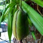 Oncidium sphacelatum Fruit