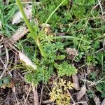 Ranunculus millefoliatus Leaf
