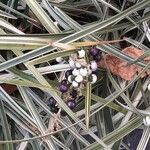 Ophiopogon jaburan Frutto