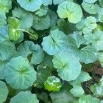 Viola hederacea Leaf