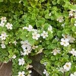 Bacopa repens Blomst