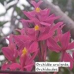 Epidendrum ibaguense Flower