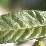 Eriobotrya japonica Likasa