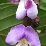 Macropsychanthus comosus Flower