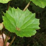 Begonia sericoneura Ліст