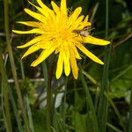 Scorzonera humilis Kwiat