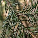 Picea orientalis Leaf