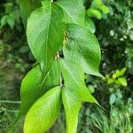 Lonicera maackii Leaf