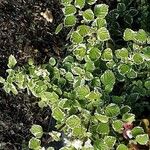 Plectranthus madagascariensis Folha