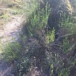 Sideritis arborescens Hábito