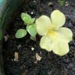 Mimulus glabratus Folha