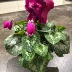 Cyclamen repandum Flor