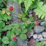 Potentilla indica Habitus