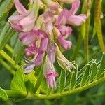 Astragalus atropilosulus Flor