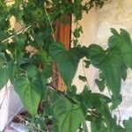Dioscorea polystachya Hoja