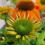 Echinacea purpurea Цвят