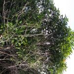 Alstonia sphaerocapitata Habit