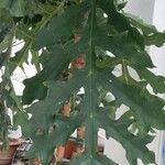 Meryta sonchifolia Hoja