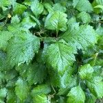 Crataegus submollis Leaf