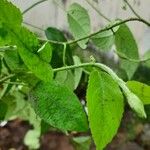 Caperonia palustris पत्ता