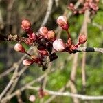 Prunus armeniaca Habit