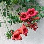 Campsis radicansFlower