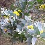 Acacia podalyriifolia Leht