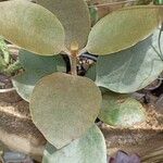 Kalanchoe orgyalis List