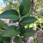 Ligustrum japonicum Leaf