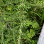 Larix laricina Leaf