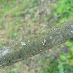 Cotoneaster multiflorus Bark