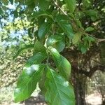 Ehretia anacua Leaf